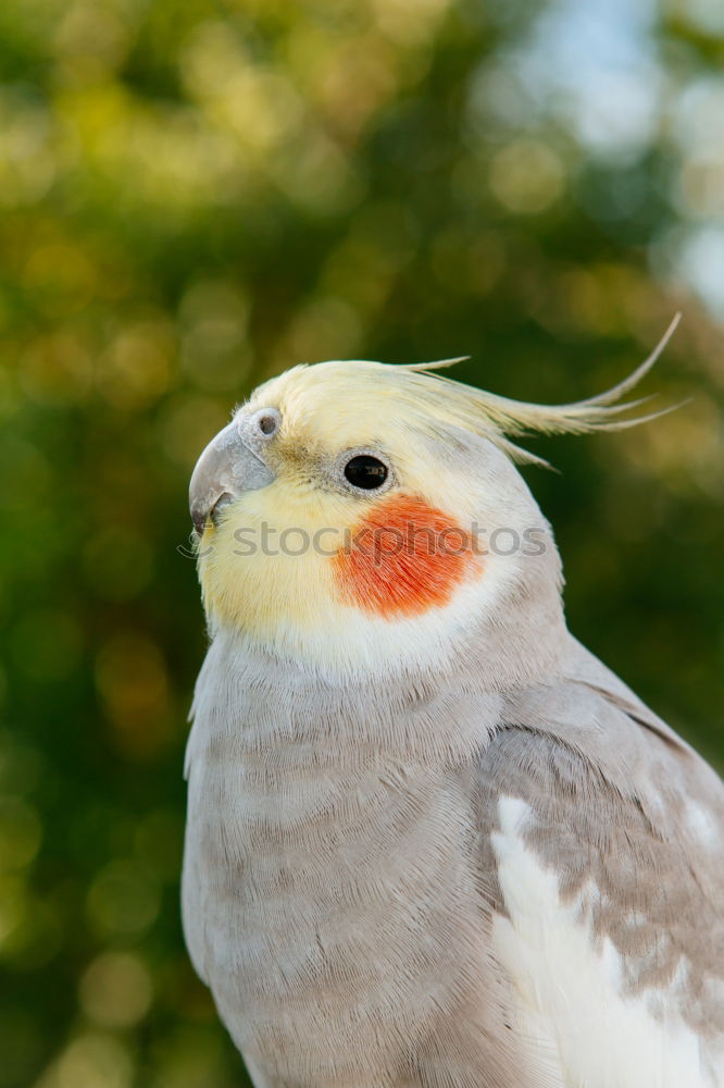 Similar – Image, Stock Photo Groom Pigeon Bird Plumed