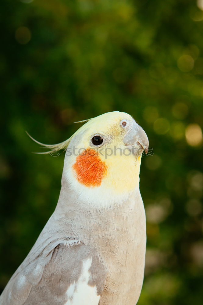 Similar – Image, Stock Photo Groom Pigeon Bird Plumed