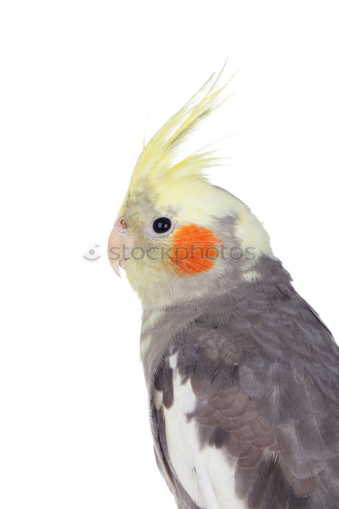 Similar – Image, Stock Photo Pancha Animal Pet Bird