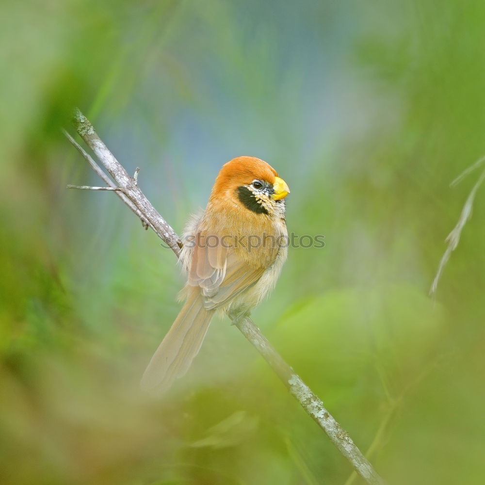 Similar – hawfinch Environment