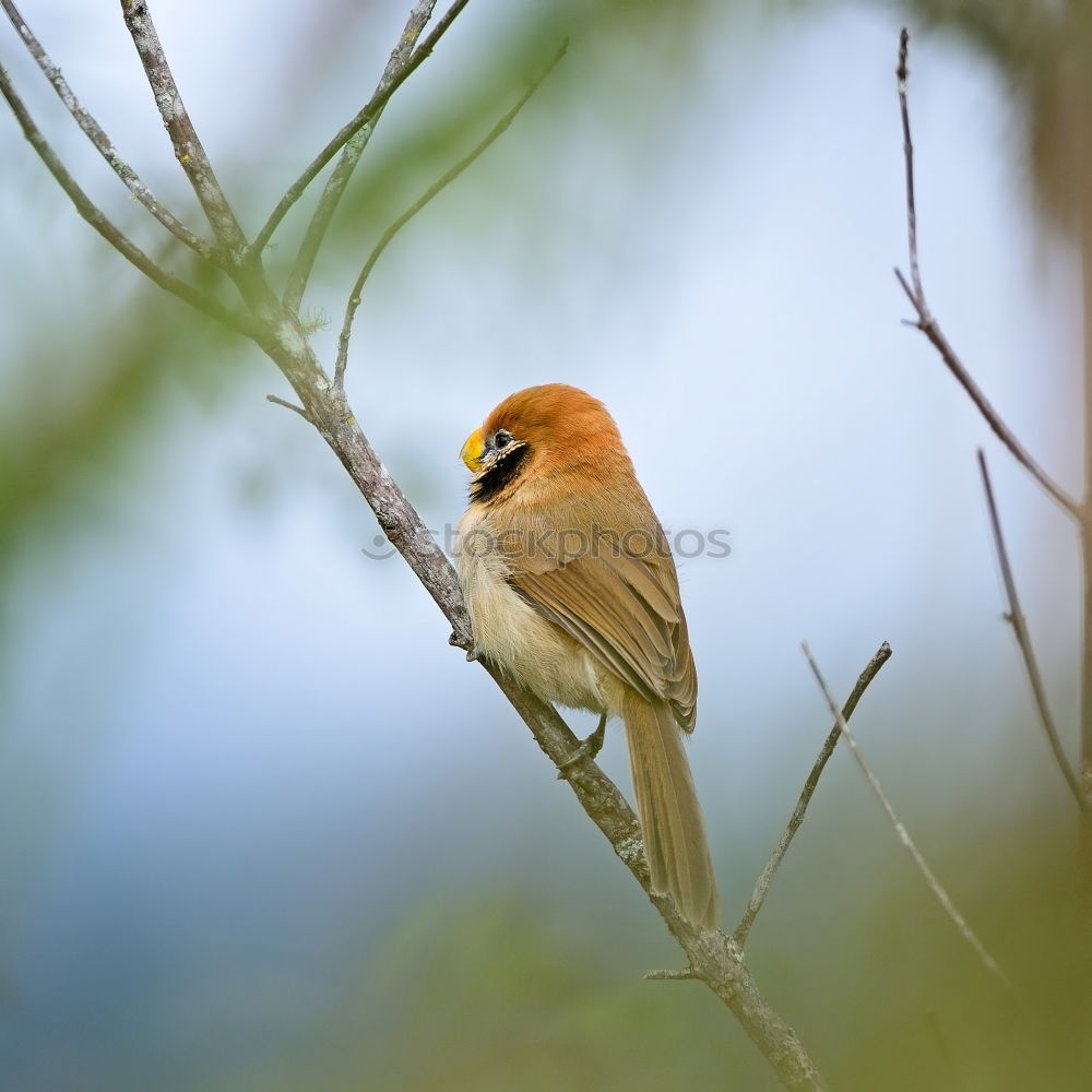 Similar – hawfinch Environment