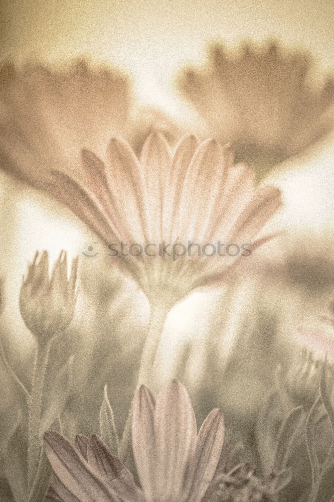 Image, Stock Photo Gerbera I Interior design