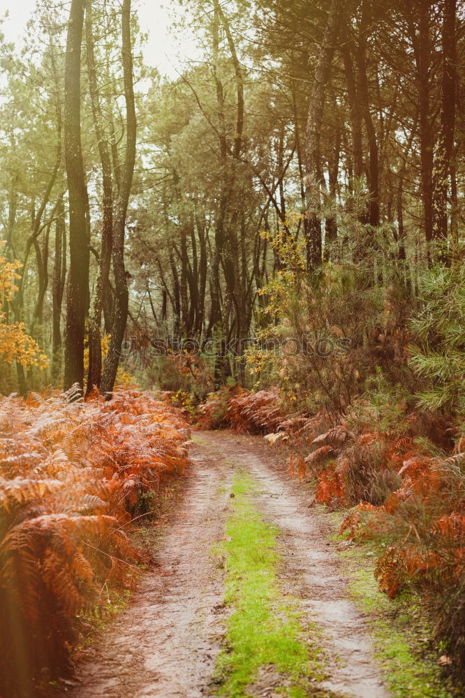 Similar – Image, Stock Photo fog in early morning in late autumn or winter garden