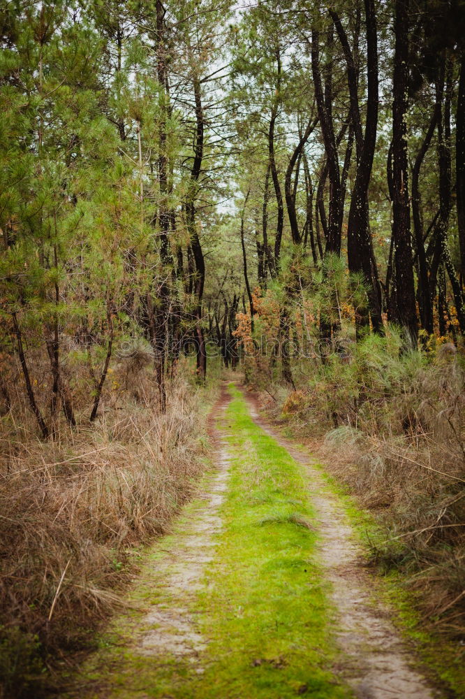 Similar – Auf dem Holzweg Ausflug