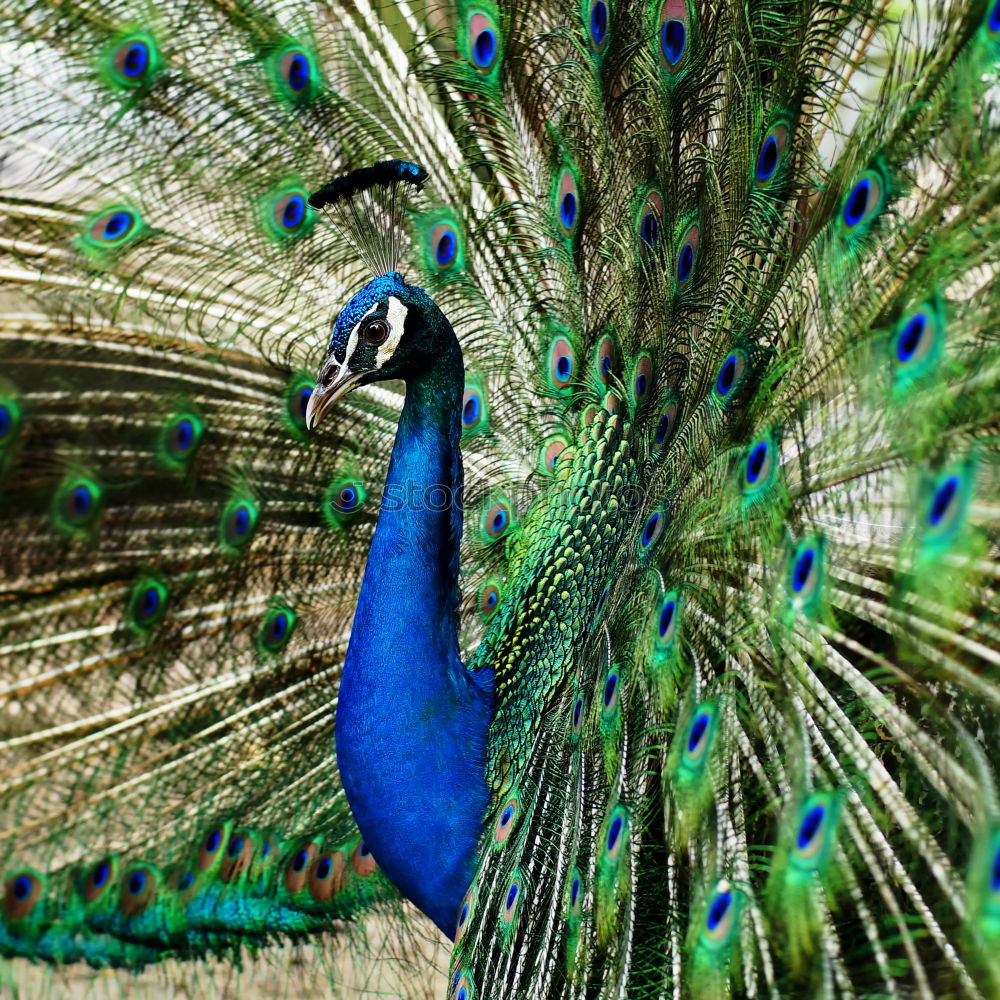 Similar – Amazing portrait of a peacock