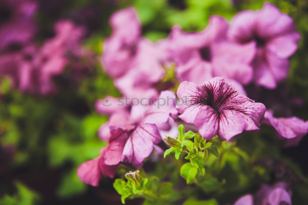 Similar – Image, Stock Photo baby’s breath Life