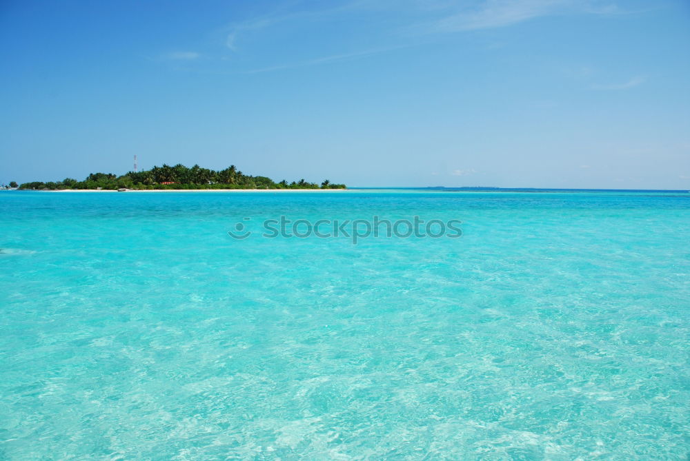 turquoise Landscape Plant