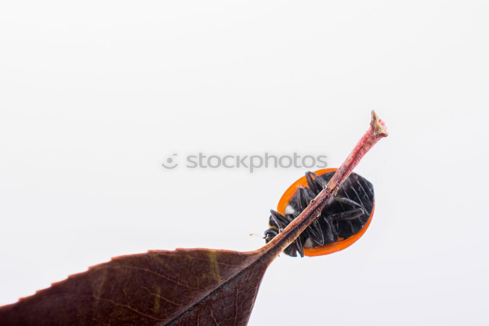 Similar – Image, Stock Photo When the little hunger comes