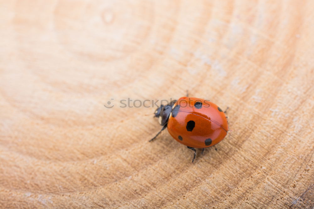 Similar – Image, Stock Photo ladybugs Animal