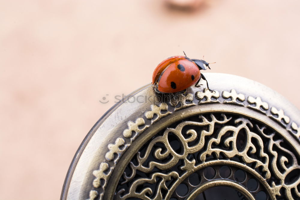 Similar – Image, Stock Photo ladybugs Contentment Skin
