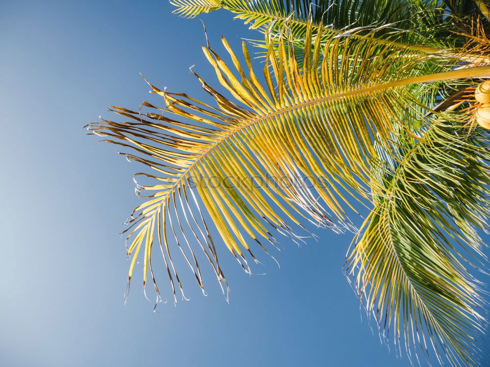 Similar – Image, Stock Photo Miami Beach