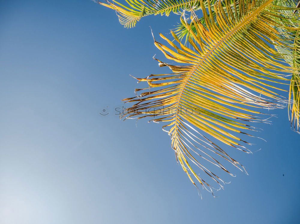 Image, Stock Photo Miami Beach