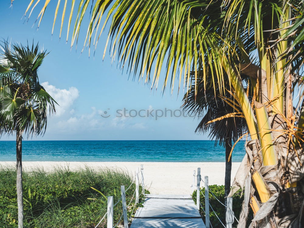 Similar – Image, Stock Photo Under palm trees 2