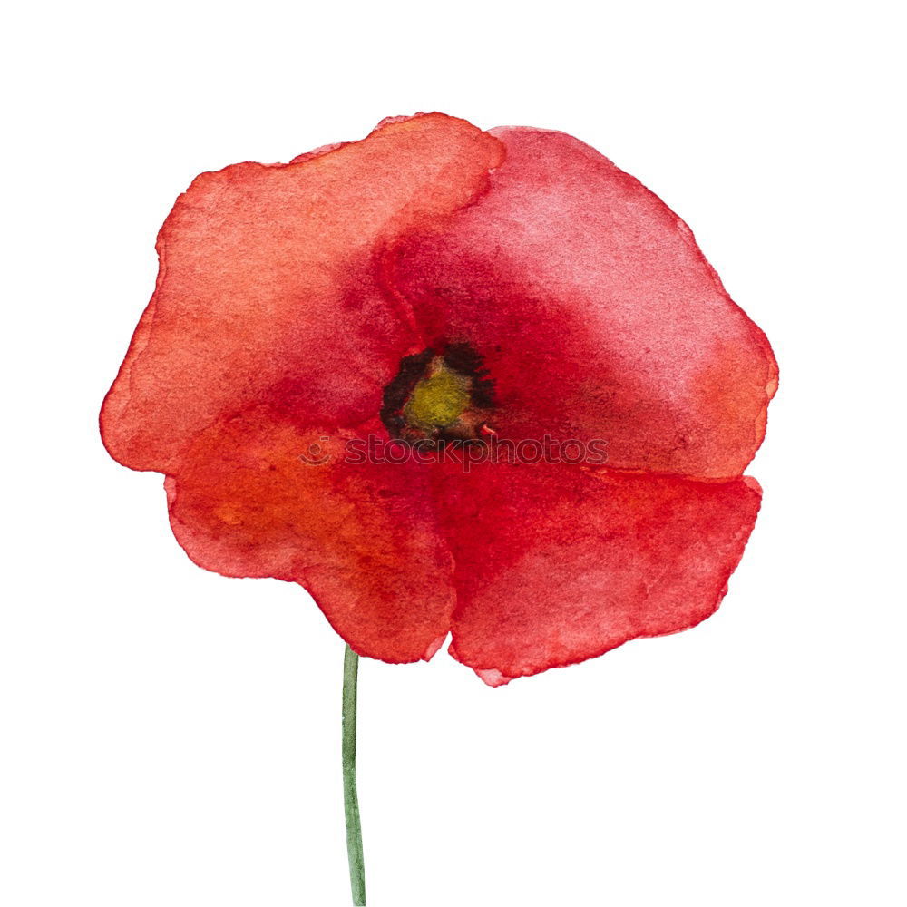 Similar – Image, Stock Photo Turkish; poppy seed; papaver; oriental;