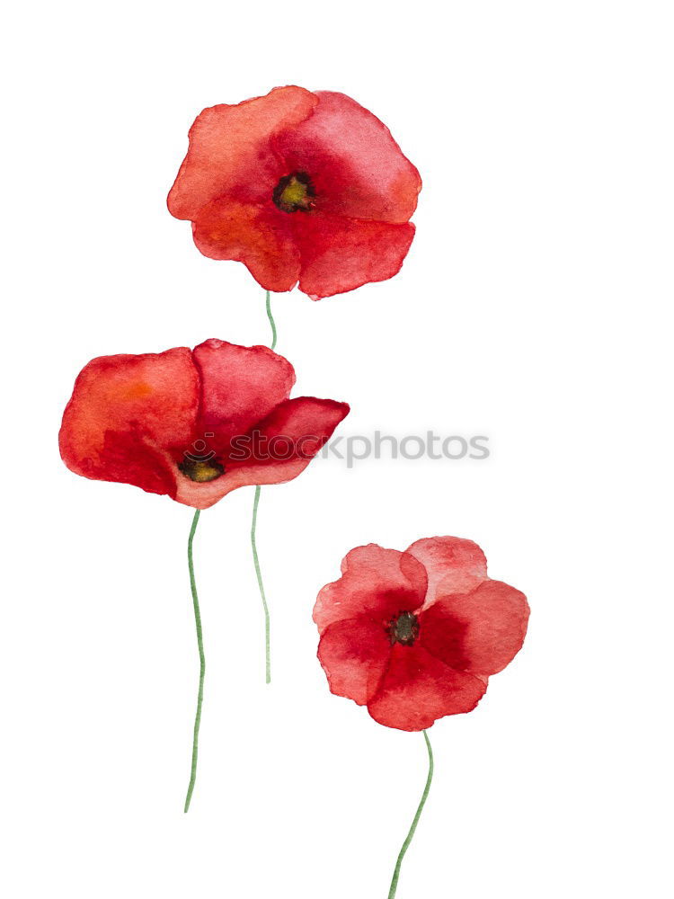 Similar – Kunstmohn Blume Mohn