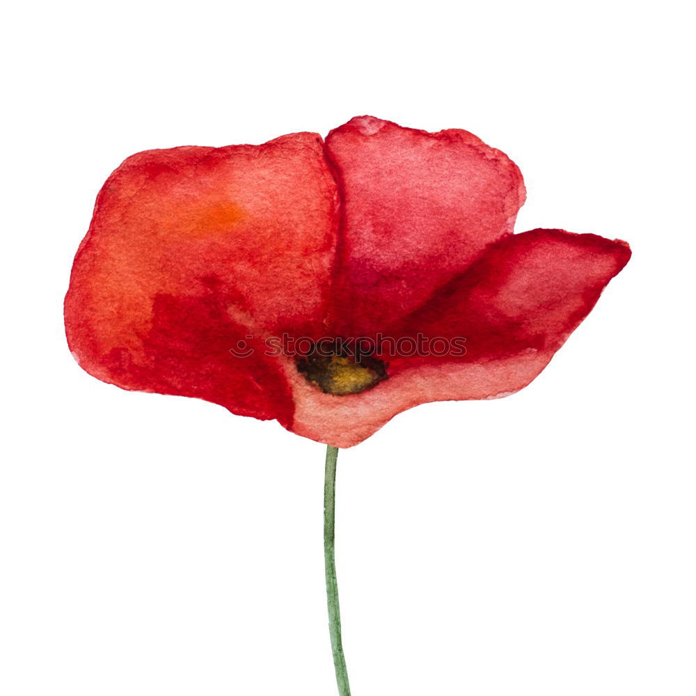 Similar – Kunstmohn Blume Mohn