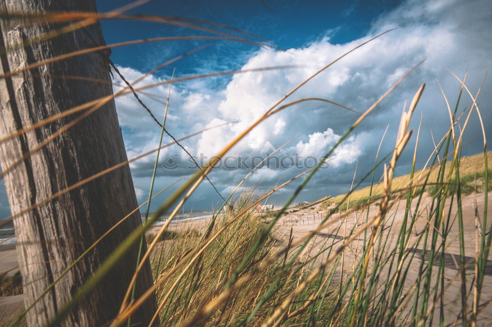 vast country Grass