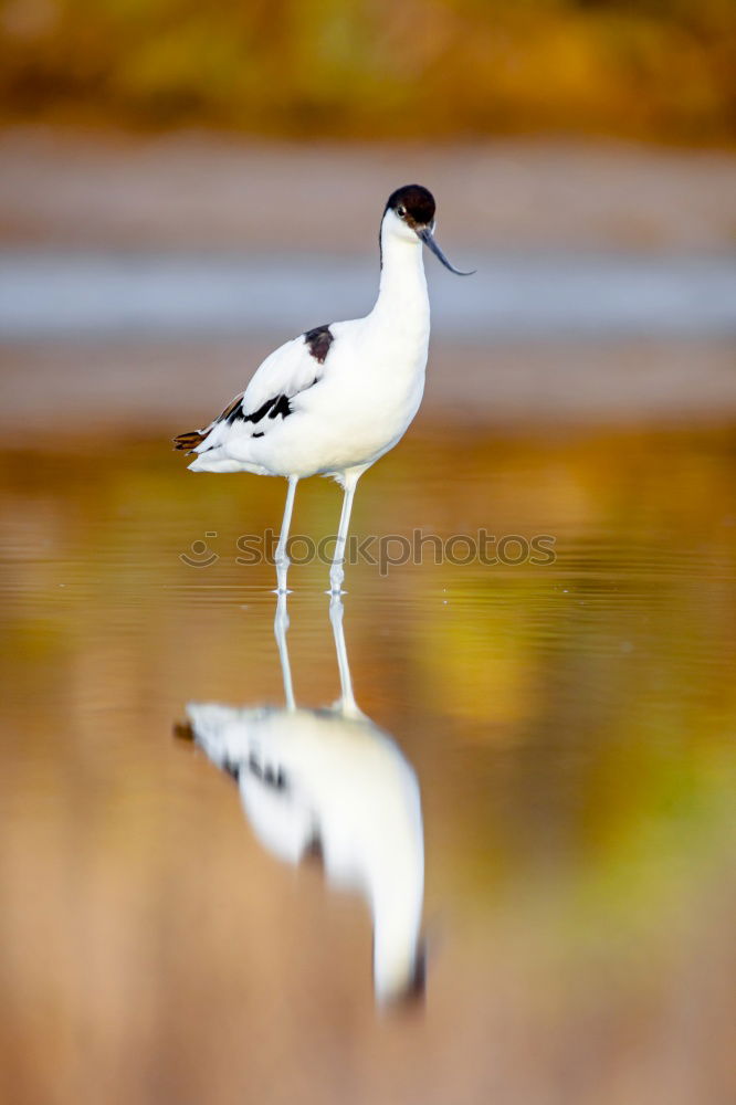 Similar – Stilt in a pond looking