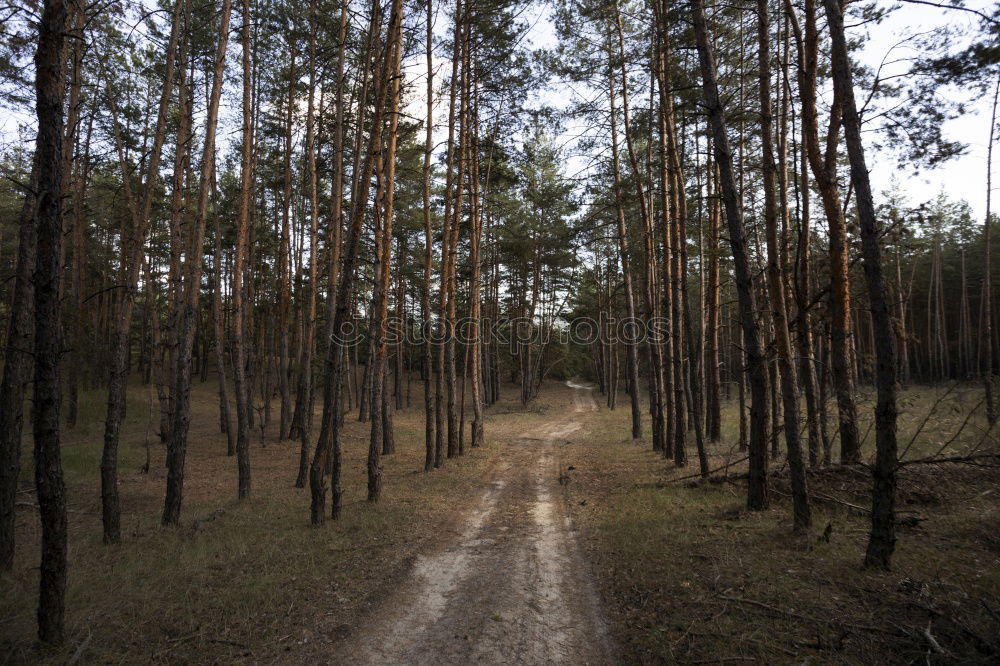 Similar – Image, Stock Photo ravine of toothpicks