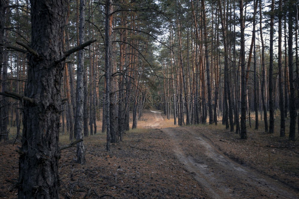 Similar – Image, Stock Photo ravine of toothpicks