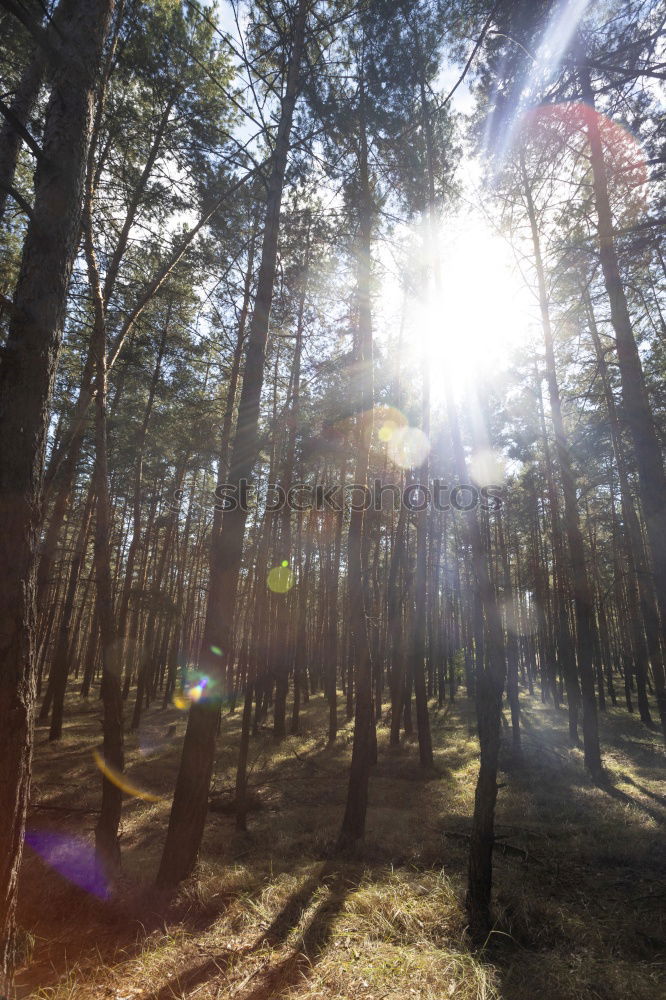 Similar – Street through lightful forrest