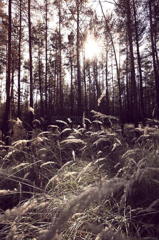 Similar – Image, Stock Photo Ipweger Moor Nature