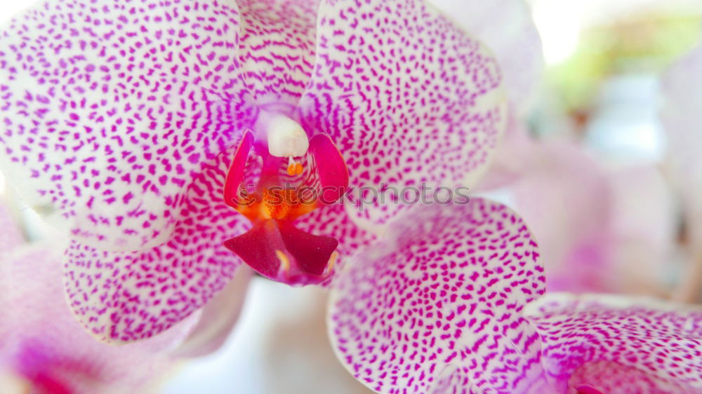 Similar – Orchidee Pflanze Blume