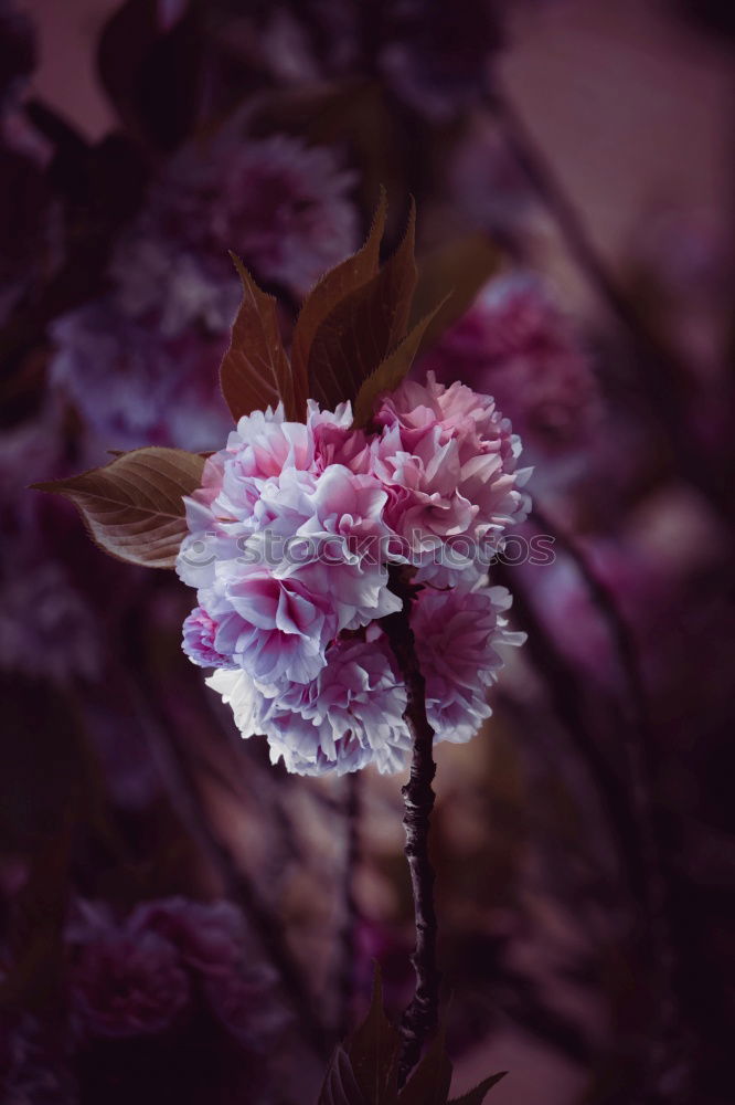 Similar – Image, Stock Photo pink Flower Summer Spring