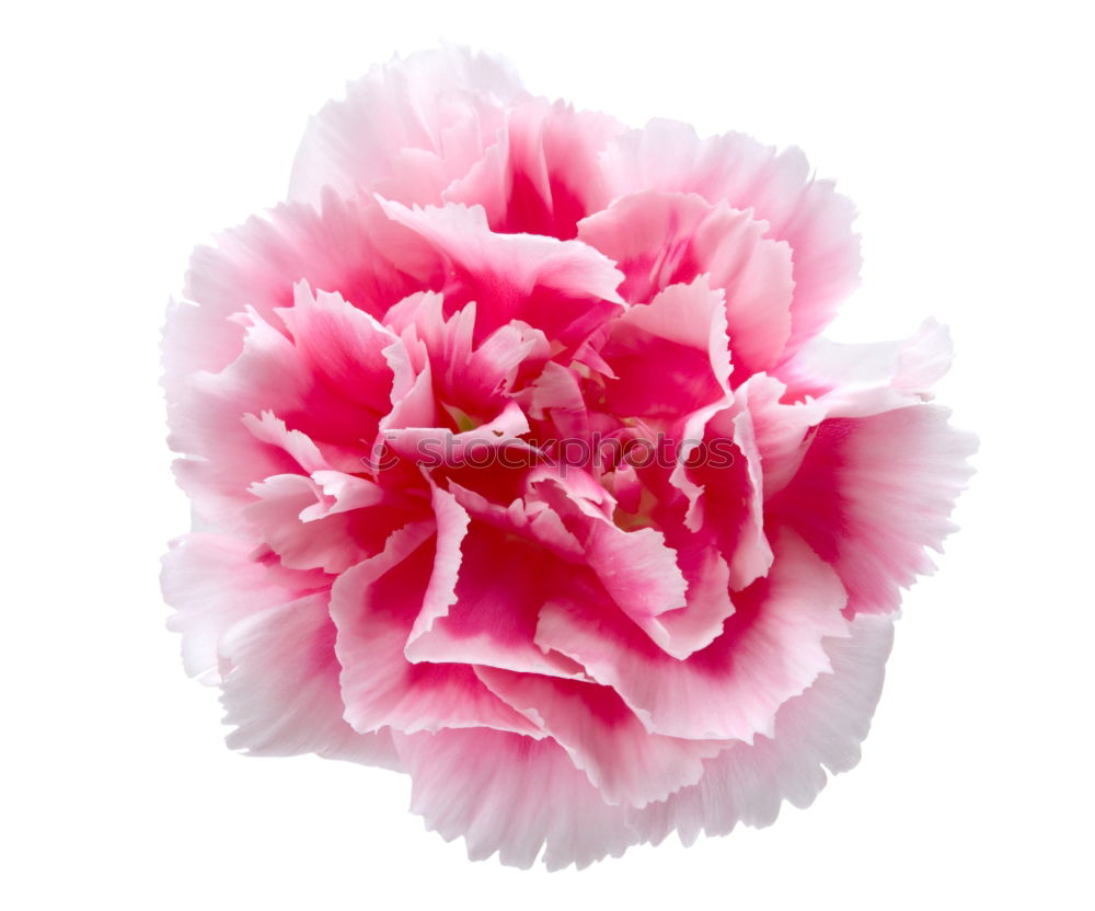 Similar – Pink Rose Elegant Style