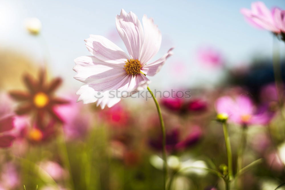 Similar – Cosmos Flower Nature Plant