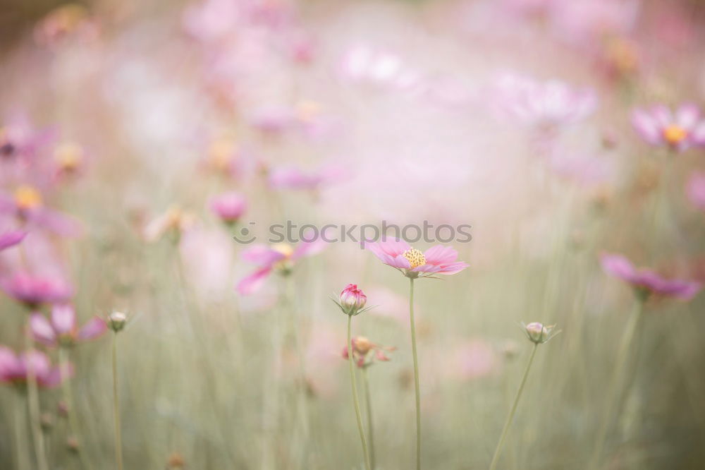 Image, Stock Photo Linen in pastel Healthy