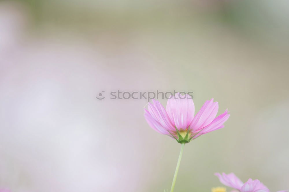 Similar – Image, Stock Photo Beautiful, gaudy meadow full of orange ball amaranth, in shallow depth of field. Romantic fuzzy flower meadow, with many round, poppy, spherical flowers. Flowering, summery, idyllic meadow flowers with green leaves, stems and bokeh.