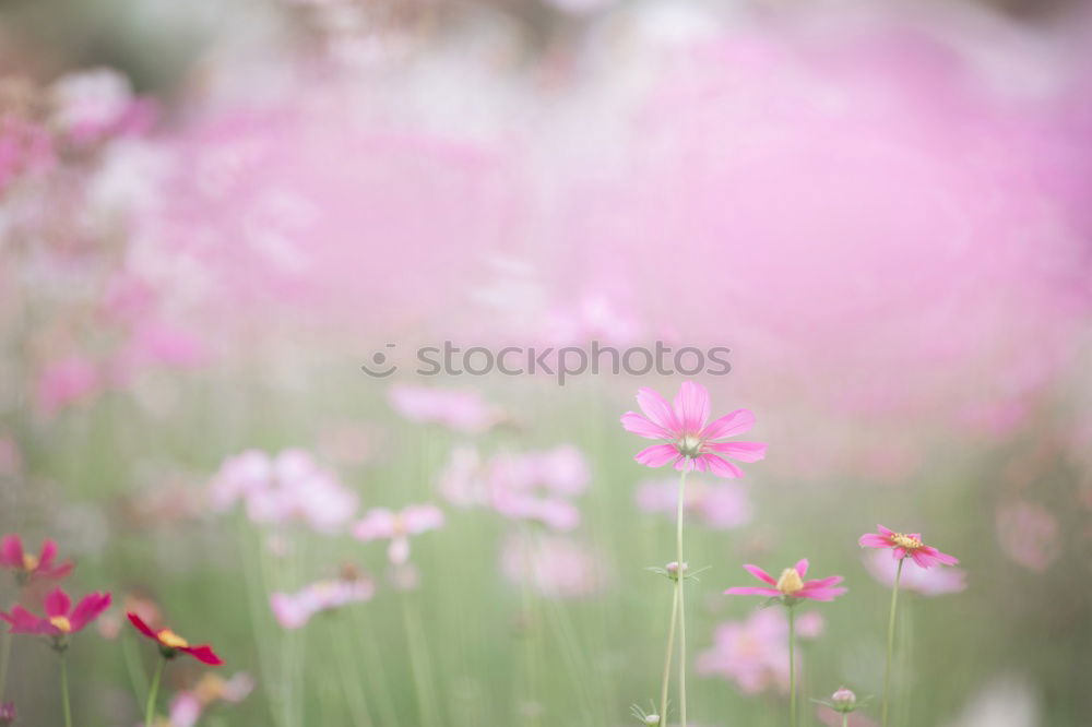 Similar – pink daisy Natur Frühling