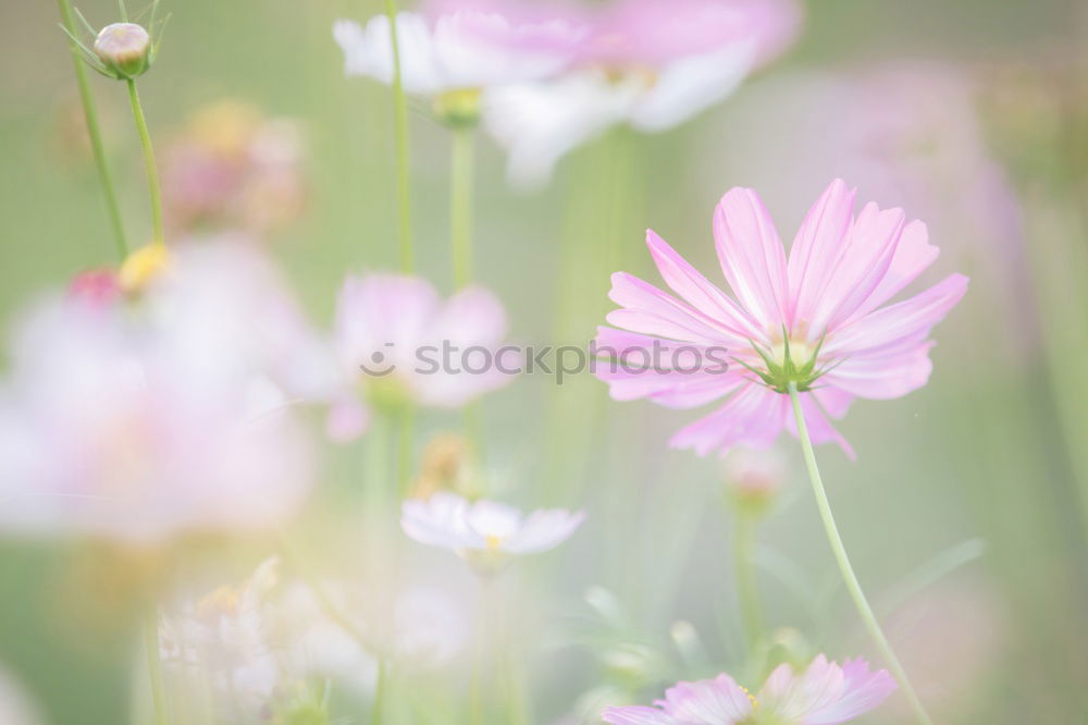 Similar – pink Plant Flower Blossom