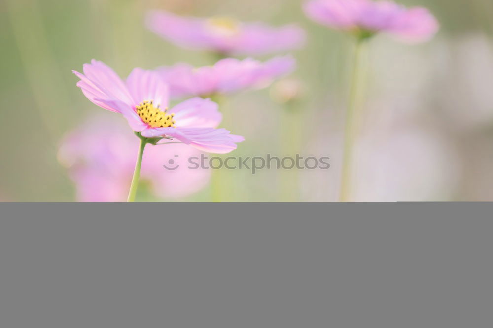 Similar – pink Plant Flower Blossom