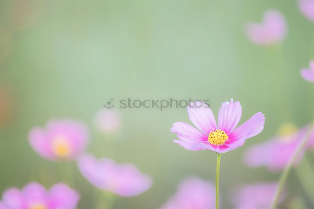 Similar – Image, Stock Photo Cosmea Elegant Fragrance