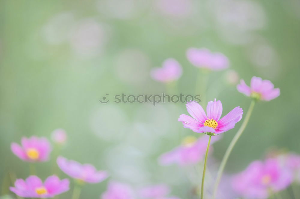 Similar – Image, Stock Photo Cosmea Elegant Fragrance