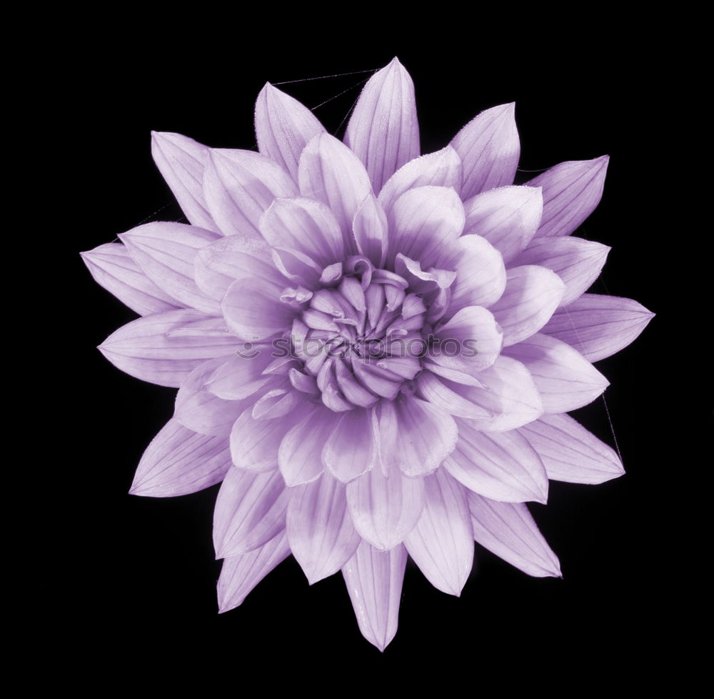 Similar – Blossomingwhite dahlia in black and white