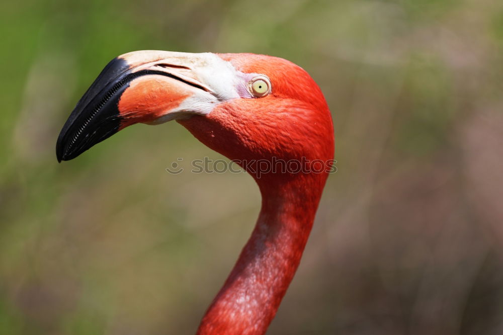 Similar – Schräger Vogel Farbfoto