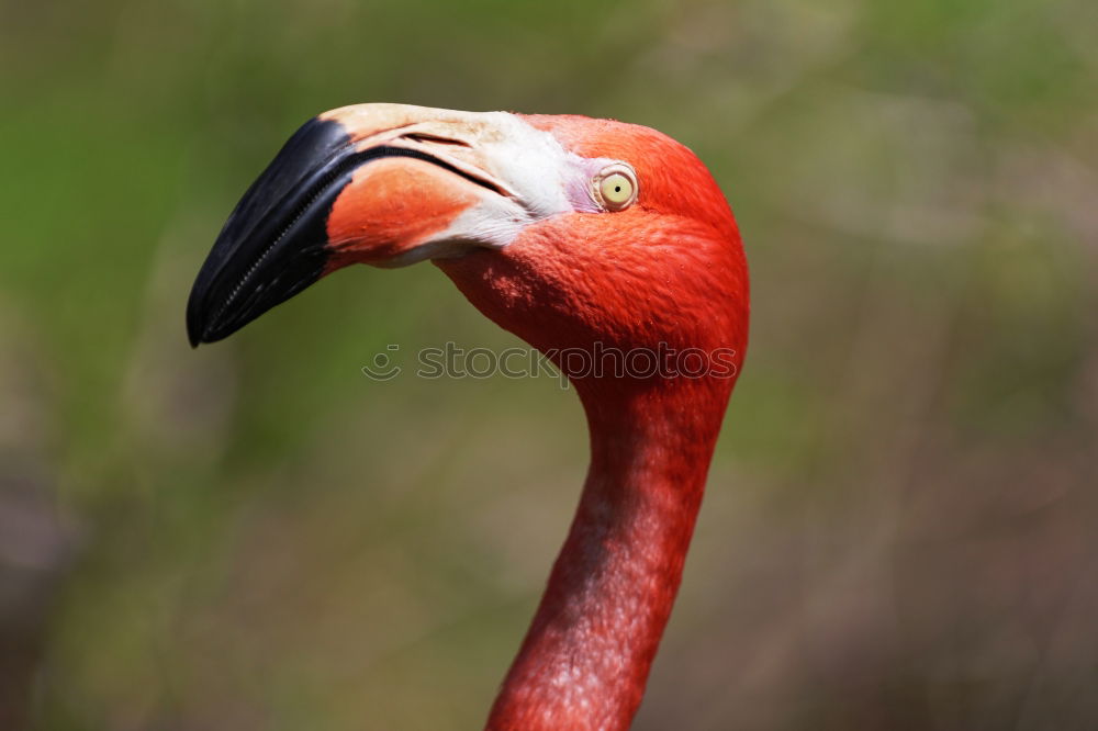 Similar – Schräger Vogel Farbfoto