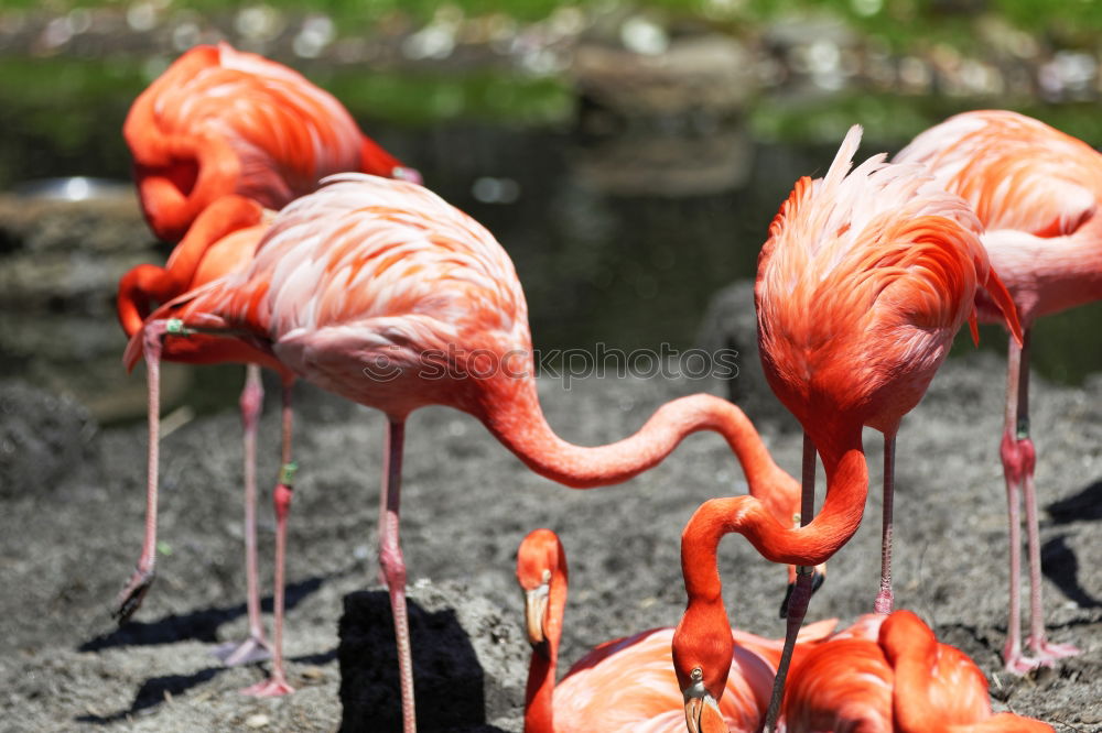 Similar – greater flamingos Animal