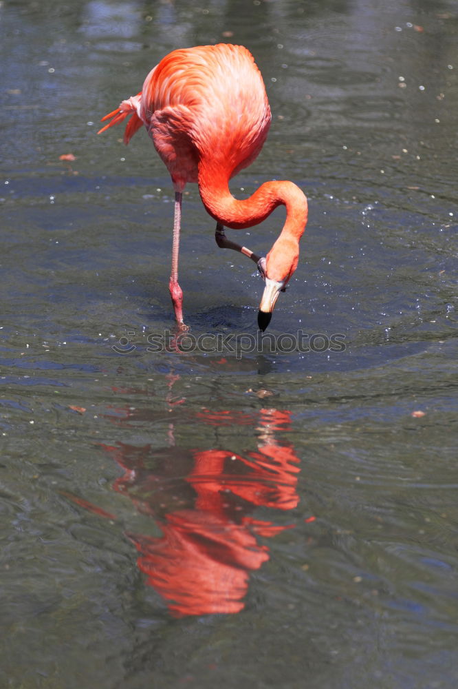 Image, Stock Photo red Sichler Glossy Ibis