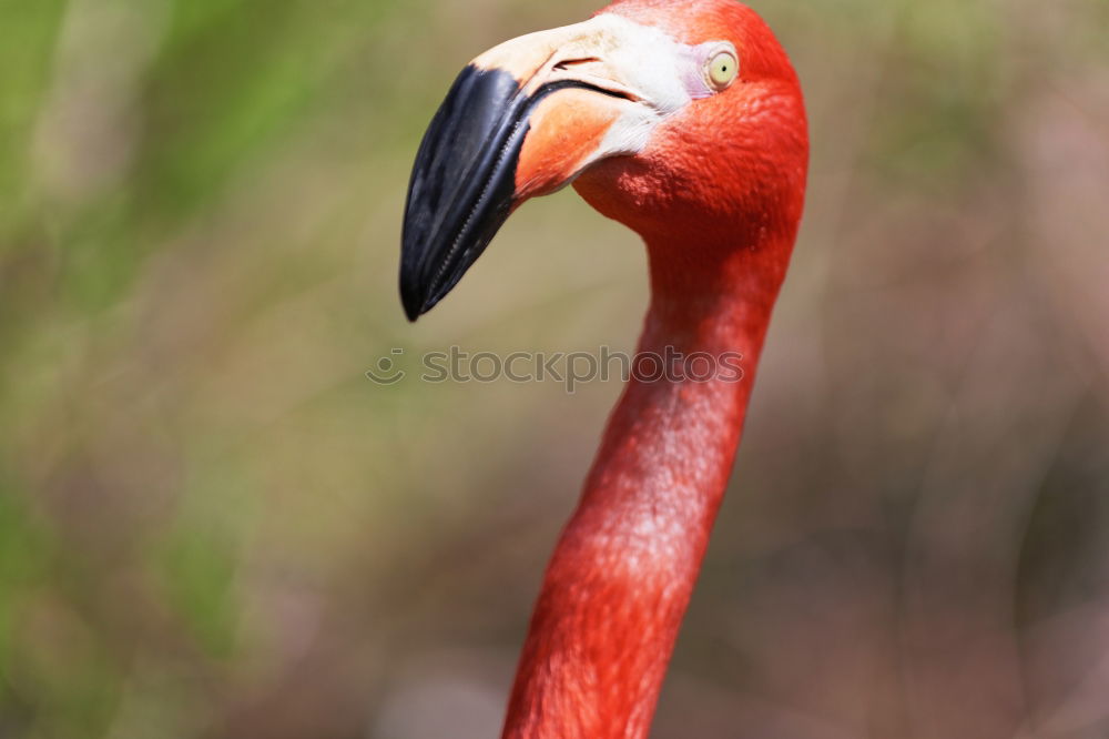 Similar – Schräger Vogel Farbfoto