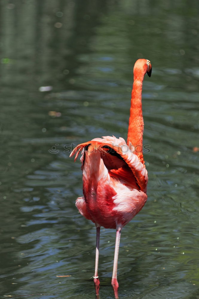 Similar – Image, Stock Photo red Sichler Glossy Ibis