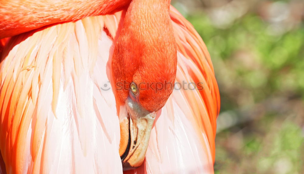 Similar – Image, Stock Photo weird bird Zoo Animal Sky