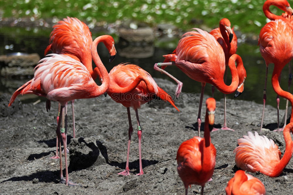 Similar – greater flamingos Animal