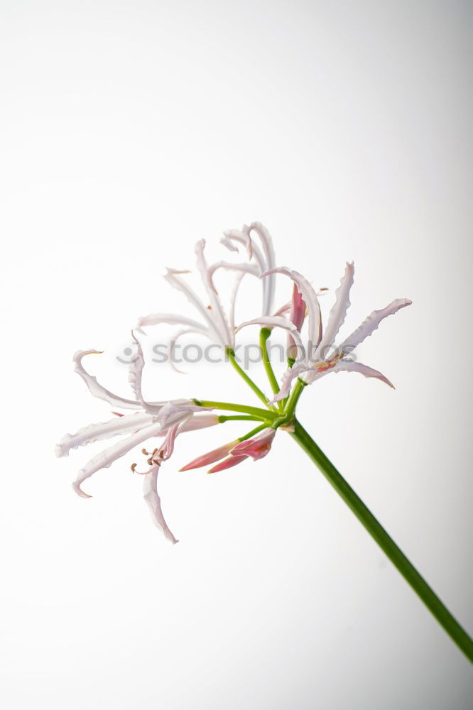 Similar – lilies Plant Flower Leaf