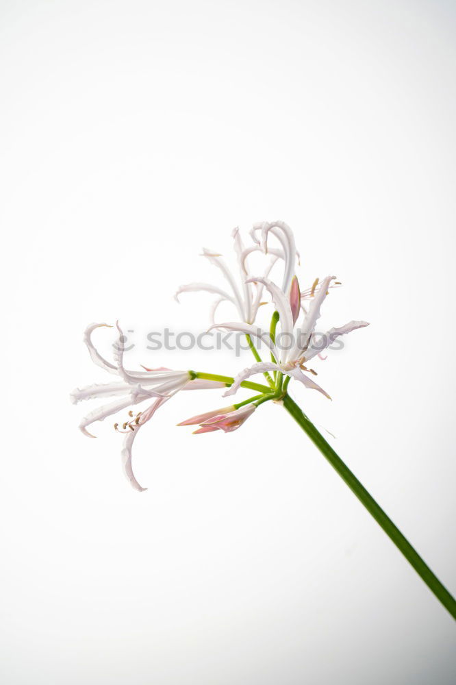 Image, Stock Photo Caper; Capparis; spinosa