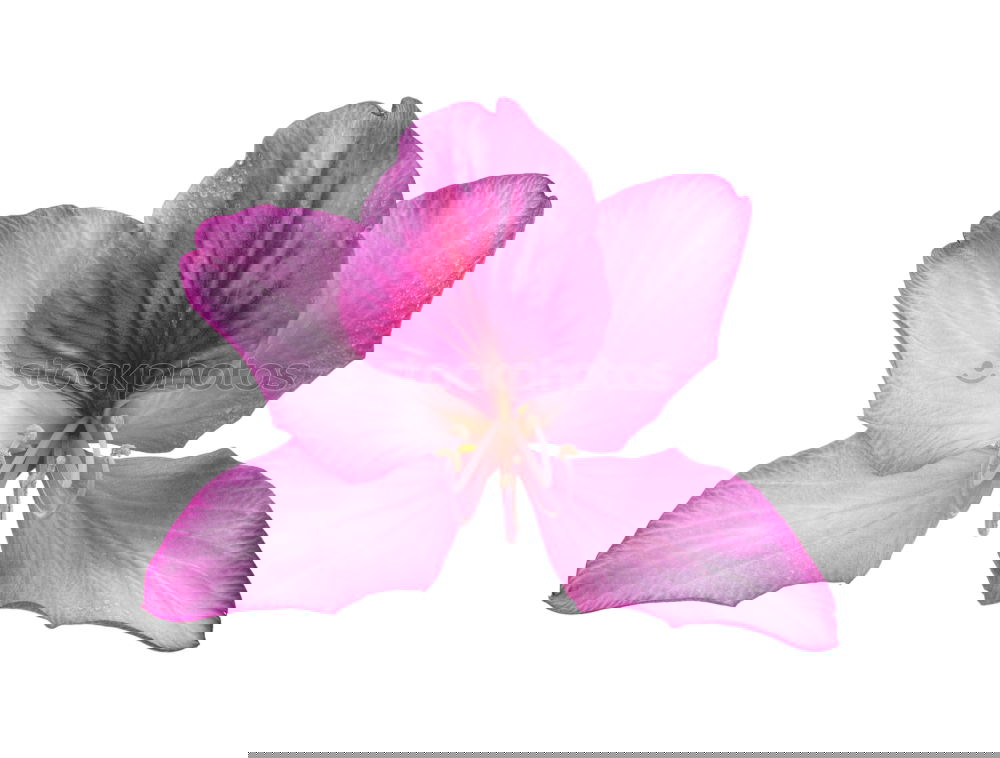 Similar – Image, Stock Photo Petunia, Pitunia, Surfina