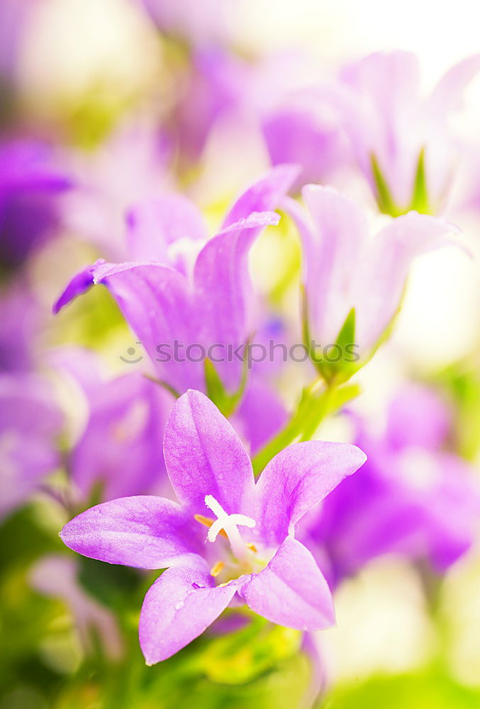 Similar – Columbine flower at sunset